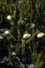 Erica cumuliflora