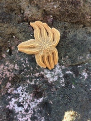 Stichaster australis
