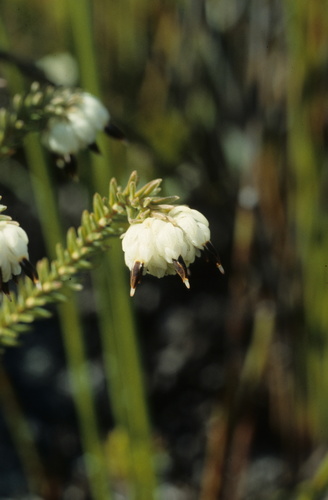 Image of Erica cumuliflora by (c) Tom Lloyd Evans, some rights reserved (CC BY-SA)