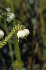 Erica cumuliflora