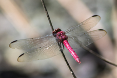 Orthemis macrostigma