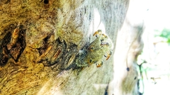 Tetragonisca angustula