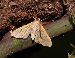 Metasia dicealis