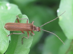 Cantharis antennalis