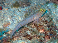 Gobius xanthocephalus