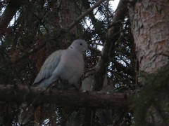 Streptopelia decaocto