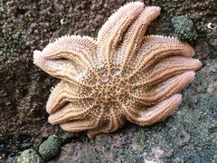 Stichaster australis