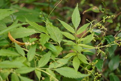 Sambucus australasica