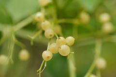 Sambucus australasica