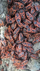 Pyrrhocoris apterus