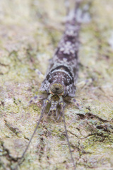 Meinertellidae