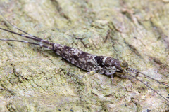 Meinertellidae