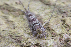 Meinertellidae