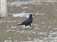 Corvus frugilegus