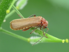 Cantharis antennalis