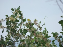 Aegithina nigrolutea