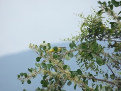 Aegithina nigrolutea