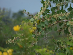 Aegithina nigrolutea