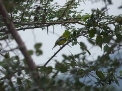 Aegithina nigrolutea