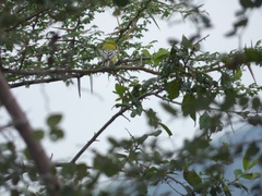 Aegithina nigrolutea