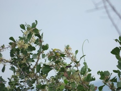 Aegithina nigrolutea