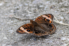 Junonia neildi