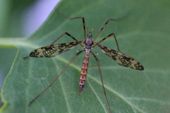 Epiphragma ocellare