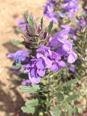 Dracocephalum foetidum