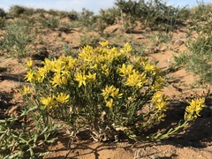 Haplophyllum dauricum
