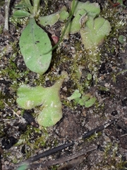 Riccia gougetiana