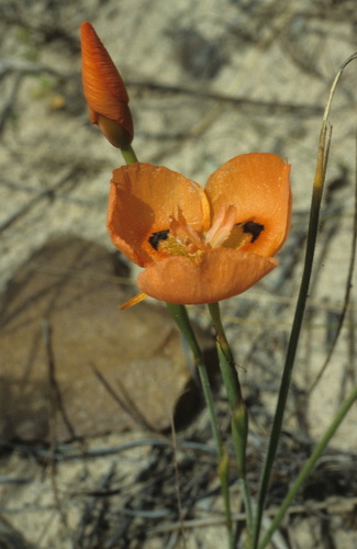 Image of Moraea villosa by (c) Tom Lloyd Evans, some rights reserved (CC BY-SA)