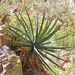 Agave chrysoglossa - Photo (c) Mike Plagens, some rights reserved (CC BY-NC), uploaded by Mike Plagens
