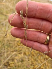 Festuca richardsonii