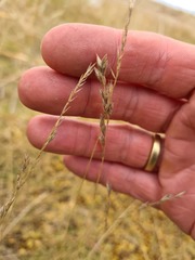 Festuca richardsonii