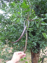 Dolichandrone