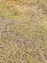Festuca richardsonii