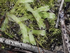 Riccia perennis