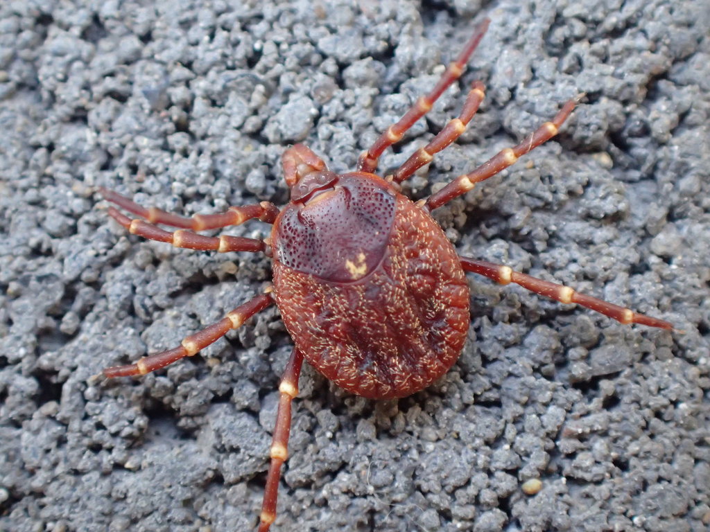 Kangaroo Tick