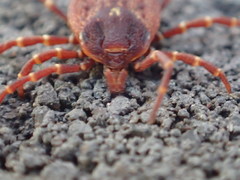 Amblyomma triguttatum