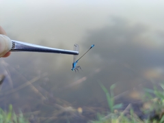 Ischnura fountaineae