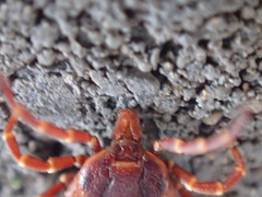 Amblyomma triguttatum