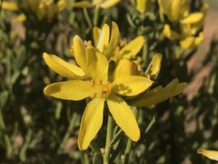 Haplophyllum dauricum
