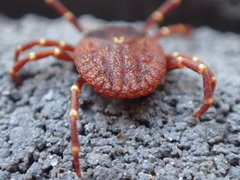 Amblyomma triguttatum