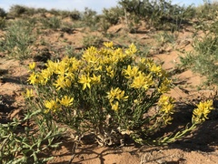 Haplophyllum dauricum