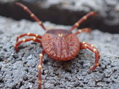 Amblyomma triguttatum