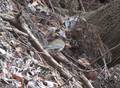 Turdus pallidus