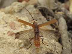 Cantharis antennalis