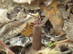 Cantharis antennalis