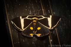 Fodina ostorius