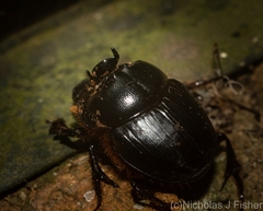 Onthophagus capella